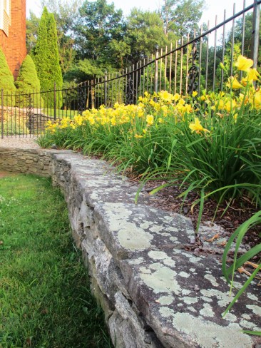 Ever-Blooming Day Lilies