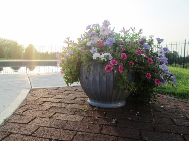 flowering pots