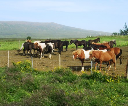 Iclandic Horses
