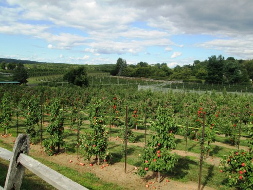 Belltown orchards rows of apples