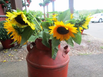 Sunflowers in bucket at belltown