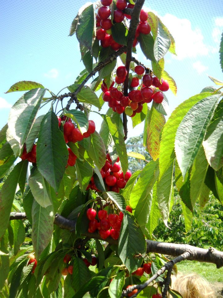 cherries