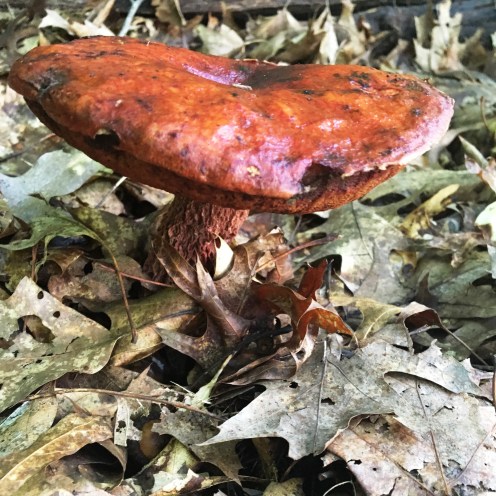 August Haiku Photo mushroom.jpg