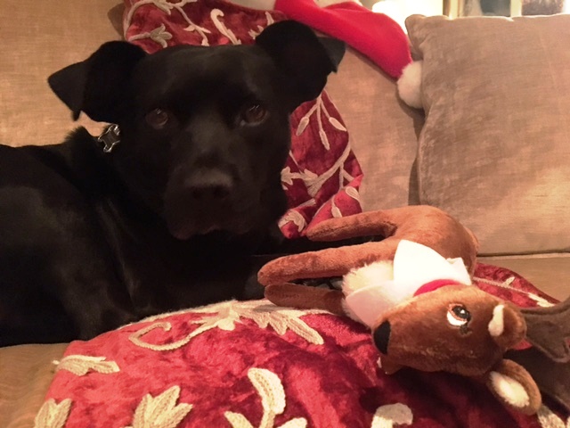 rocco-and-snowflake